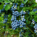 Американска боровинка сорт BlueGold