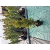 Туя Смарагд (80 см.)