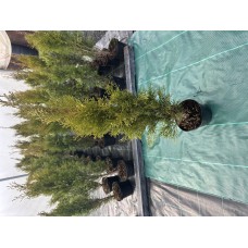 Туя Смарагд (80 см.) Туя Смарагд (80 см.)