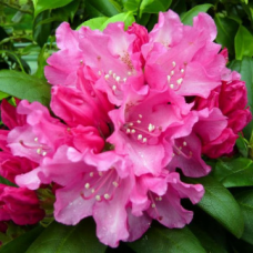 Rhododendron (Y) 'Kalinka'