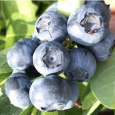 Боровинка сорт 