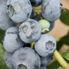 Боровинка сорт Патриот Боровинка сорт Патриот