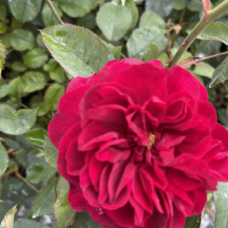 Храстовидна Роза с приятен и нежен аромат - Shadow of Bordeaux