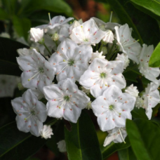 Калмия сорт 'ALABASTER'