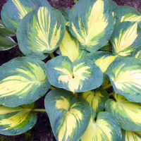 Hosta 'Beach Boy'