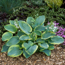 Hosta 'Frances Williams'