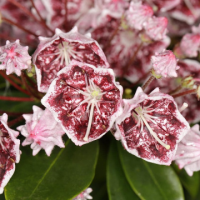 Калмия сорт 