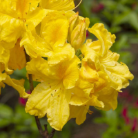 Азалия сорт 