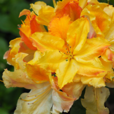 Азалия сорт 'IYA'