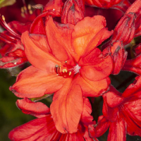 Азалия сорт 'NABUCCO'