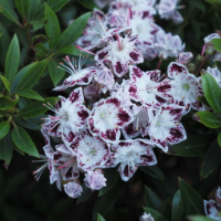 Калмия сорт 'STAR MAGIC'