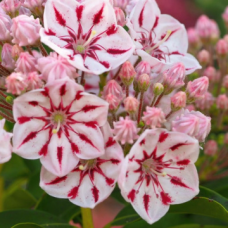 Калмия сорт 'WINDMILL' Калмия сорт 'WINDMILL'