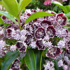 Калмия сорт 'BLACK EYE'