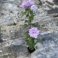 Хибискус сорт Арденс