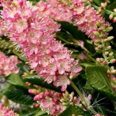 Clethra alnif. 'Ruby Spice'