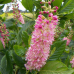 Clethra alnif. 'Ruby Spice'