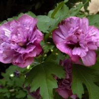 Хибискус сорт syr. 'Duc de Brabant'