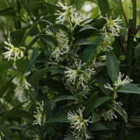 Sarcococca ruscifolia var. chinensis 