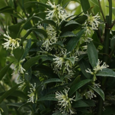 Sarcococca ruscifolia var. chinensis Sarcococca ruscifolia var. chinensis
