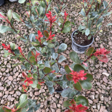 Фотиния Фотиния