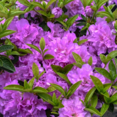 Азалия japonica 'Hiroko' GEISHA PURPLE
