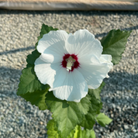 Хибискус сорт 'Hamabo'