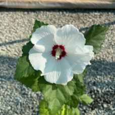 Хибискус сорт 'Hamabo' Хибискус сорт 'Hamabo'