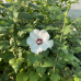 Хибискус сорт 'Hamabo' Хибискус сорт 'Hamabo'