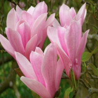 Магнолия сорт 