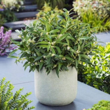 Sarcococca hookeriana var. humilis