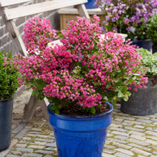 Lagerstroemia i. 'Kiss'® Lagerstroemia i. 'Kiss'®