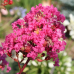 Lagerstroemia i. 'Kiss'® Lagerstroemia i. 'Kiss'®