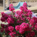 Lagerstroemia i. 'Kiss'® Lagerstroemia i. 'Kiss'®