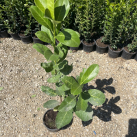 Лавровишна