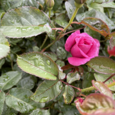 Храстовидна Роза с приятен и нежен аромат - Little Courtesan