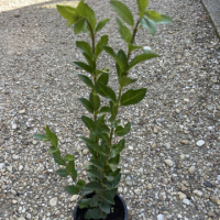 Лигуструм (Ligustrum Ovafolium)