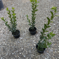 Промо Пакет 10бр. Лигуструм (Ligustrum Ovafolium)