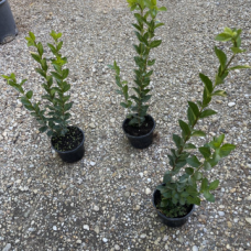 Промо Пакет 10бр. Лигуструм (Ligustrum Ovafolium)