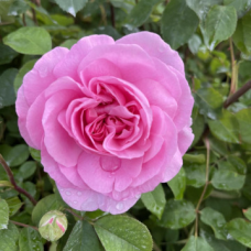 Храстовидна Роза с приятен и нежен аромат - Magento