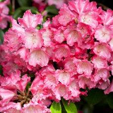 Rhododendron (Y) 'Morgenrot'