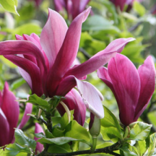 Магнолия liliiflora 'Nigra' (25cm)