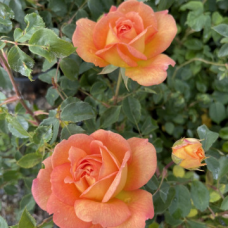 Храстовидна Роза с приятен и нежен аромат - Orange Spread