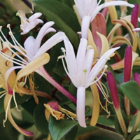 Орлов нокът сорт 