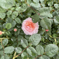 Храстовидна Роза с приятен и нежен аромат - Petal Boom