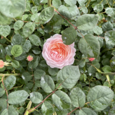 Храстовидна Роза с приятен и нежен аромат - Petal Boom