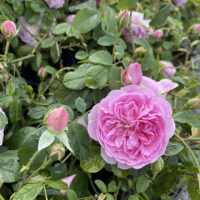 Храстовидна Роза с приятен и нежен аромат - Pinkple