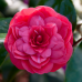Camellia j. 'Principessa Baciocchi'