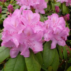 Rhododendron 'Roseum Elegans'