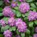 Rhododendron 'Roseum Elegans'