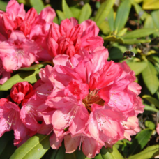 Rhododendron (Y) 'Sneezy' Rhododendron (Y) 'Sneezy'